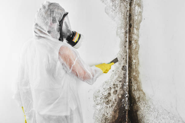 Best Attic Mold Removal  in Waller, TX