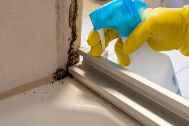 Best Mold Testing  in Waller, TX