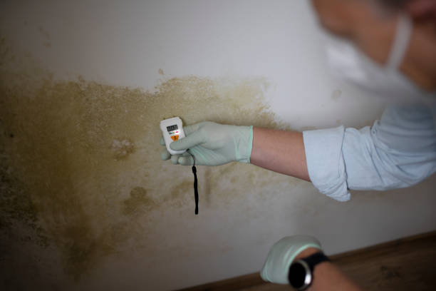 Best Professional Mold Removal  in Waller, TX