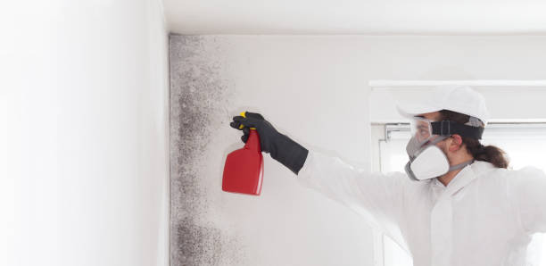Attic Mold Removal in Waller, TX
