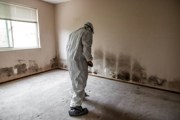 Best Toxic Mold Removal  in Waller, TX