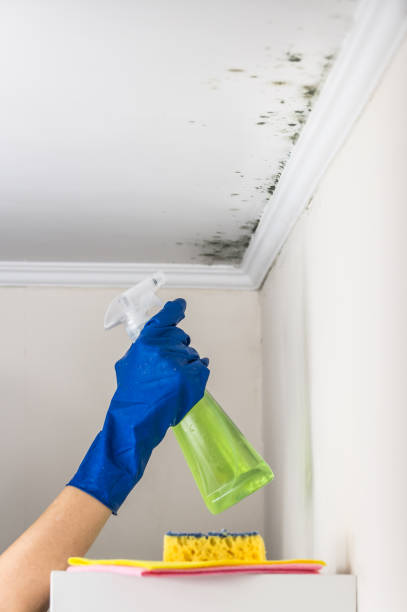 Best Mold Testing  in Waller, TX